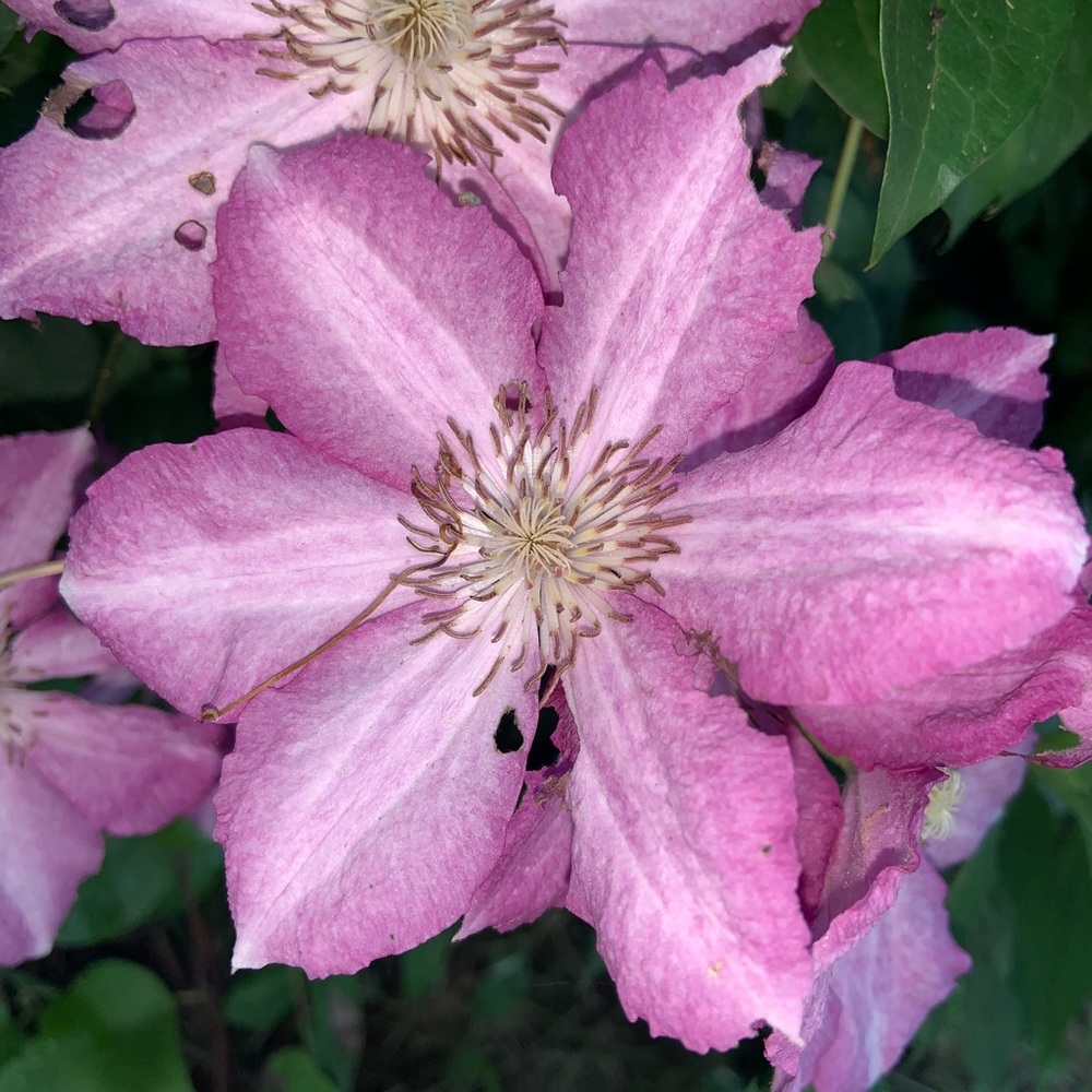 Meet your Posher, Ellie